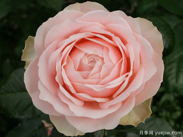 娇媚昂热城堡月季(图2)