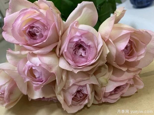 与你同在月季(图1)