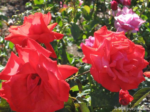 多莉帕顿月季/吉卜赛月季(图2)