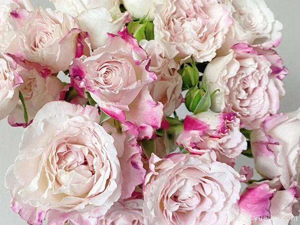 贝拉琳达仙女月季/仙女琳达月季(图3)