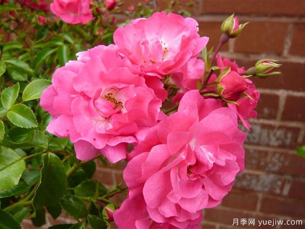 粉色地毯月季/粉红花毯(图1) 粉色地毯月季/海德的梦想/艾米拉/粉红花毯(图3)