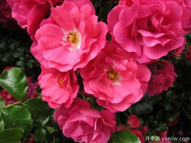 粉色至尊地毯月季(图1) 粉色至尊地毯月季(图1)