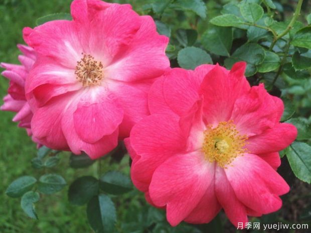 粉色至尊地毯月季(图2) 粉色至尊地毯月季(图2)