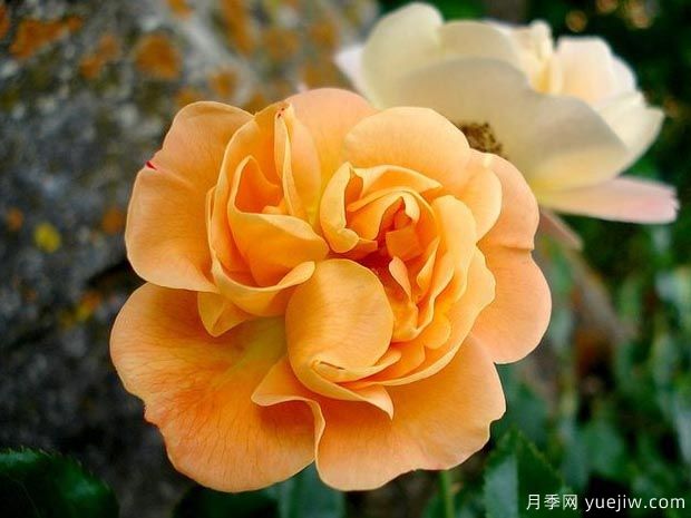 琥珀地毯月季/赛达纳月季(图1) 琥珀地毯月季/赛达纳地毯(图3)