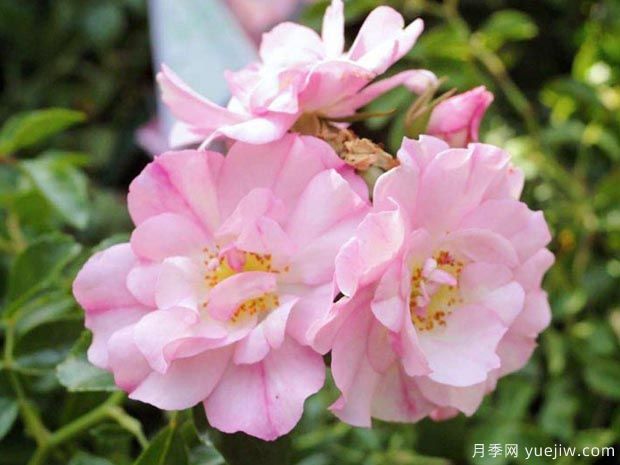 苹果花地毯月季(图1) 苹果花地毯月季(图4)