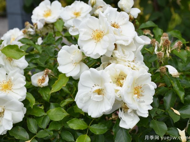 白色地毯月季(图2) 白色地毯月季/雪花地毯(图4)