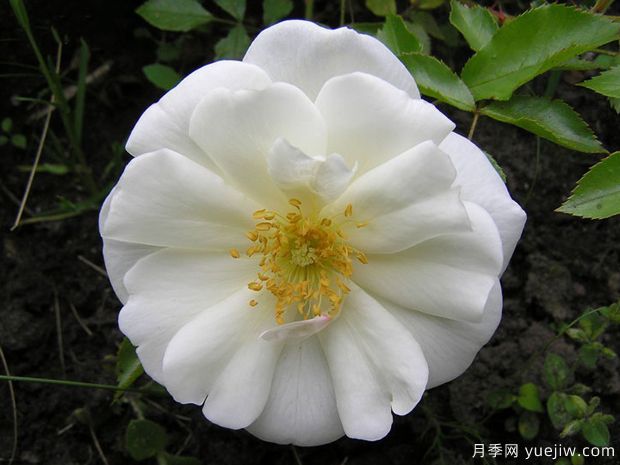 白色地毯月季(图1) 白色地毯月季/雪花地毯(图3)