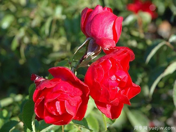猩红地毯月季(图1) 猩红地毯月季/索伦托花毯(图3)