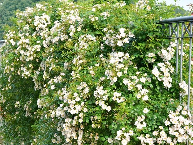 苹果花地毯月季(图3) 苹果花地毯月季(图3)