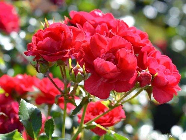 巴楼地毯月季(图1)