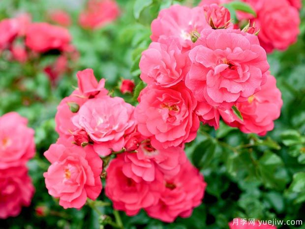 粉色花毯月季/海德的梦想/艾米拉/粉红地毯(图2) 粉色地毯月季/海德的梦想/艾米拉/粉红花毯(图2)