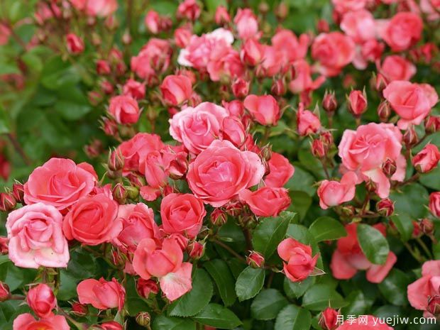 光线地毯月季(图1)