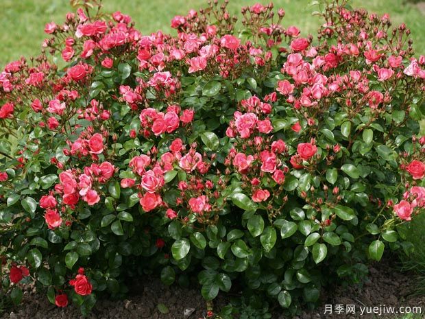 光线地毯月季(图3)