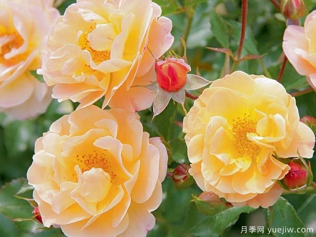 琥珀地毯月季/赛达纳地毯(图1) 琥珀地毯月季/赛达纳地毯(图1)