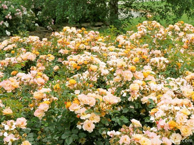 琥珀地毯月季/赛达纳地毯(图2) 琥珀地毯月季/赛达纳地毯(图2)