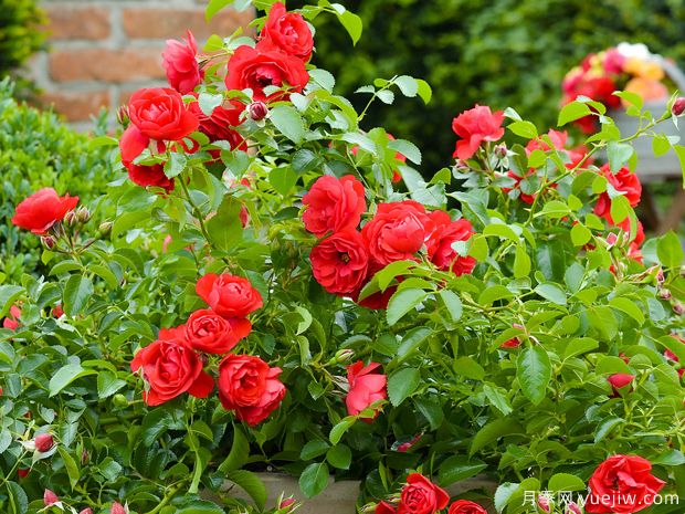 猩红地毯月季/索伦托花毯(图2) 猩红地毯月季/索伦托花毯(图2)