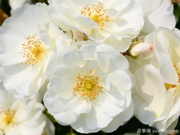 白色地毯月季/雪花地毯(图1) 白色地毯月季/雪花地毯(图1)