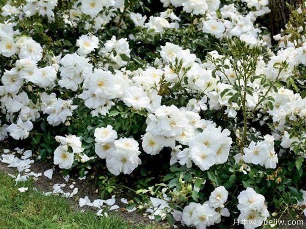 白色地毯月季/雪花地毯(图2) 白色地毯月季/雪花地毯(图2)