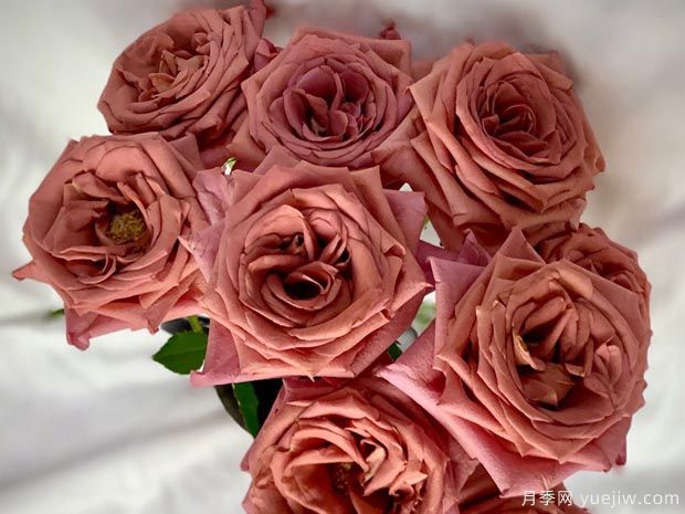 咖啡师月季(图3)