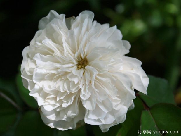 索伯依月季/索柏依(图2)