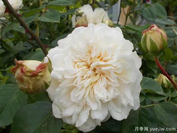 索伯依月季/索柏依(图1)