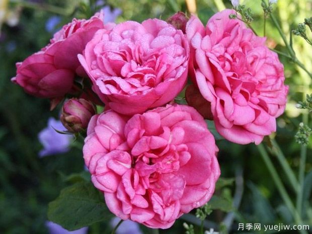 粉色钢琴月季(图2) 粉色钢琴月季(图2)