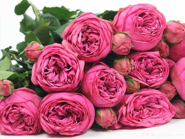 粉色钢琴月季(图1) 粉色钢琴月季(图1)