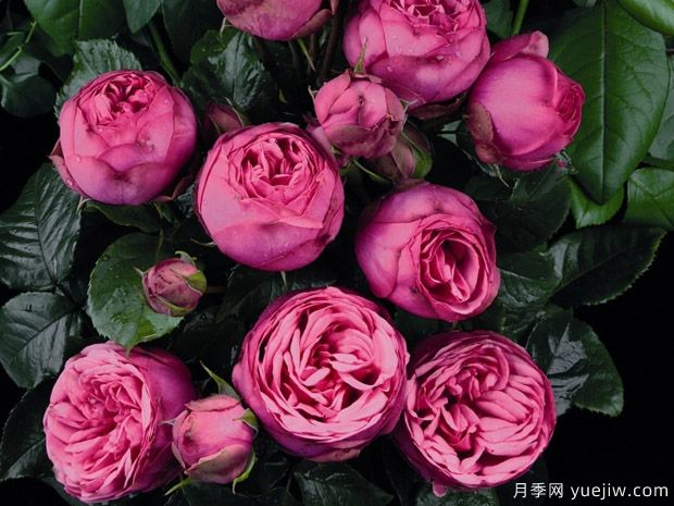 粉色钢琴月季(图3) 粉色钢琴月季(图3)