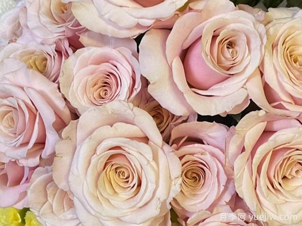 珍珠贝母月季(图2)