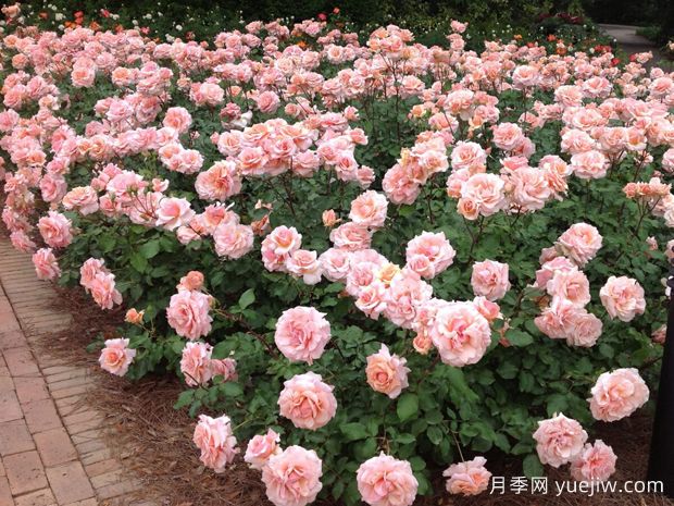 珍珠之母月季(图2)