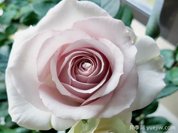 科塞特月季/珂赛特月季(图2)