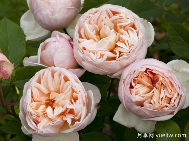 百丽浪漫月季/浪漫丽人月季(图1) 百丽浪漫月季/浪漫丽人月季(图2)