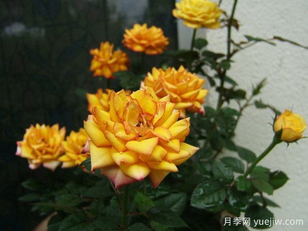 桑巴舞柯德娜月季/桑巴舞科德娜(图1)