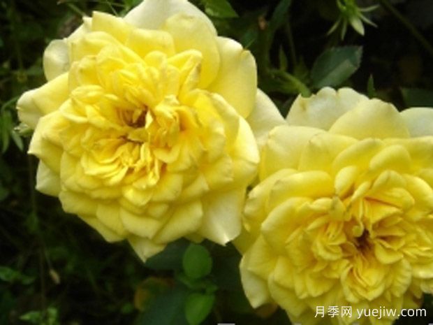 阳光柯德娜月季/阳光科德娜(图2)