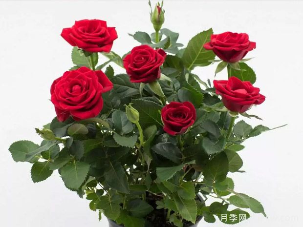 猩红梅赛德斯柯德娜月季(图2)