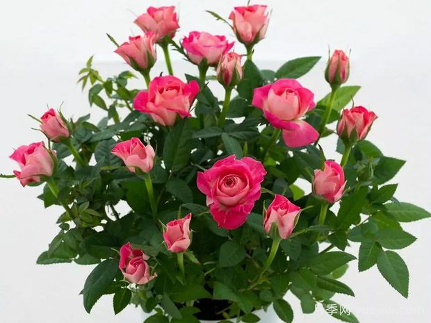 名声柯德娜月季(图1)