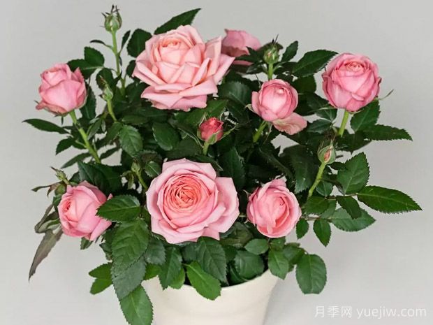 阿黛尔柯德娜月季(图1)