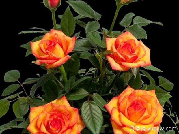 火山柯德娜月季/火山​科德娜(图1)