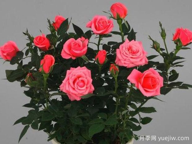 调情柯德娜月季(图1) 调情柯德娜月季/调情科德娜(图1)