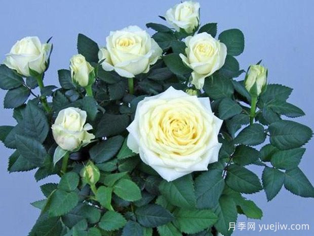 珍珠柯德娜月季/珍珠科德娜(图1)