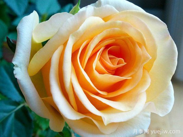 柑橘柯德娜月季/柑橘科德娜(图1)