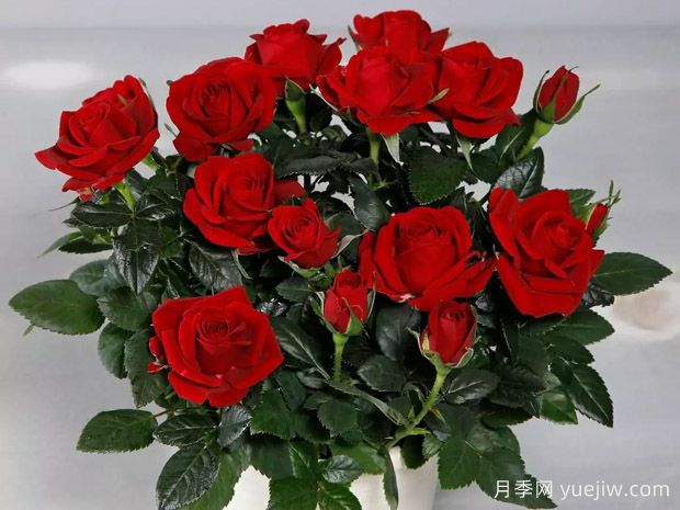 勇敢柯德娜月季/勇士科德娜(图1)