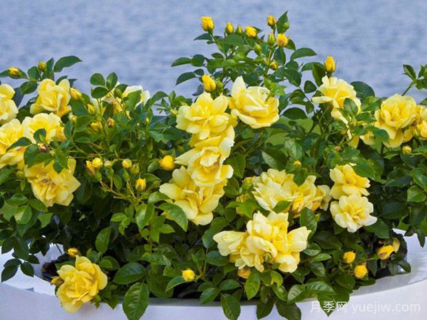 金色地毯月季(图2)