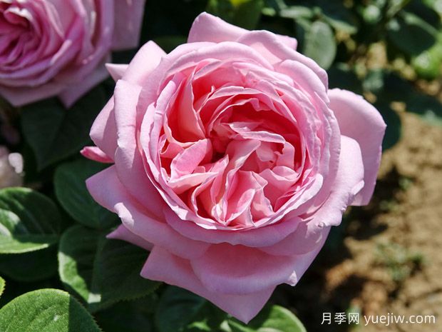 天赐恩宠月季/奇异恩典/自由香氛(图1)