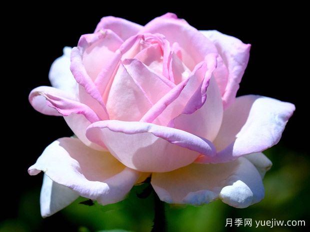 天赐恩宠月季/奇异恩典/自由香氛(图3)