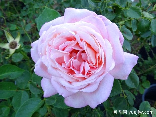 天赐恩宠月季/奇异恩典/自由香氛(图2)