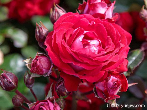 美丽的格拉斯月季/格拉斯街景(图1)