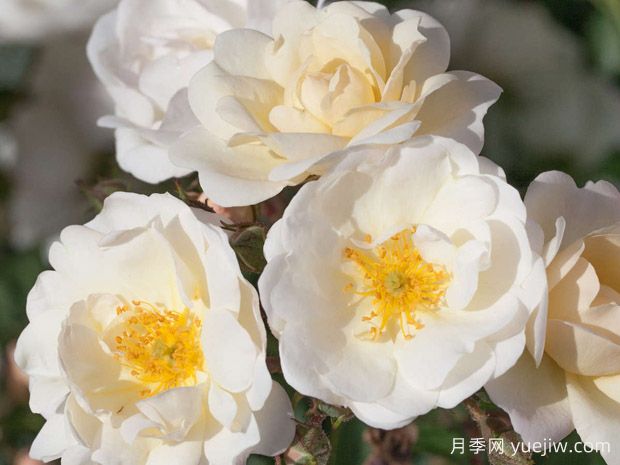 拉格兰德莫特月季/戛纳街景(图1) 拉格兰德莫特月季/戛纳街景(图1)