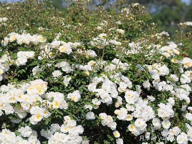 拉格兰德莫特月季/戛纳街景(图3) 拉格兰德莫特月季/戛纳街景(图3)