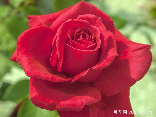 雅克普莱维尔月季(图1)